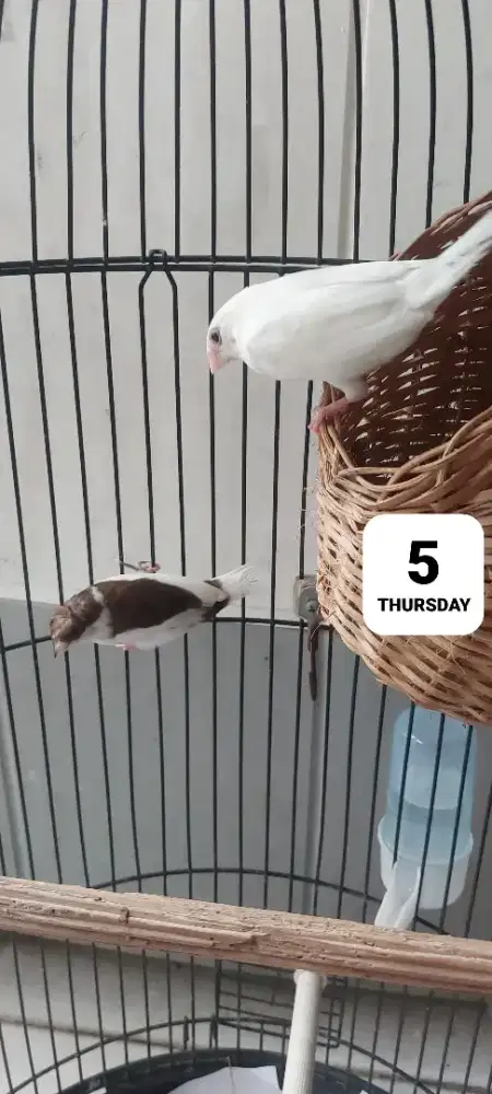 Finch Emje indukan no minus