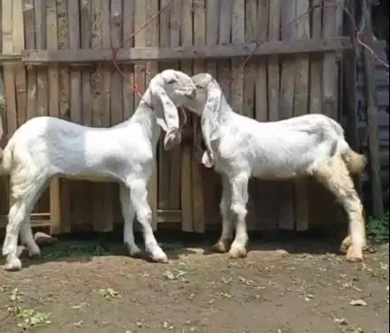 4 ekor anakan kambing etawa senduro 4 bln 1 jantan 3 betina superan ok