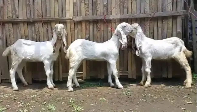 4 ekor anakan kambing etawa senduro 4 bln 1 jantan 3 betina superan ok