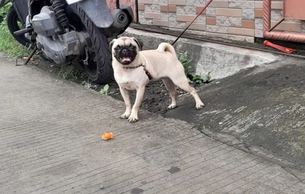 Anjing mini pug