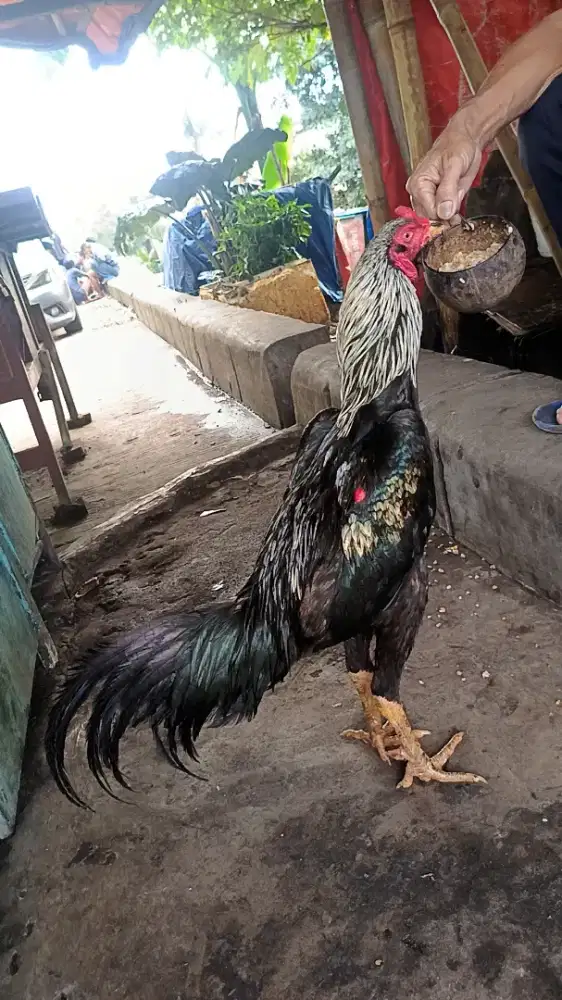 Ayam bangkok x pama