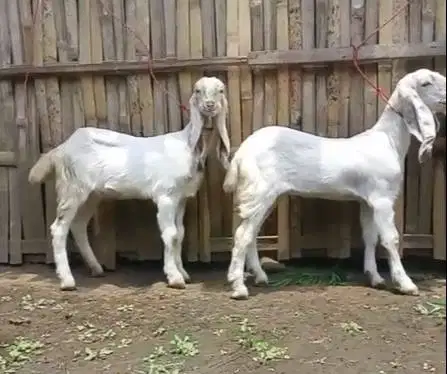 4 ekor anakan bibit kambing etawa senduro 4 bln 1 jantan 3 betina puas