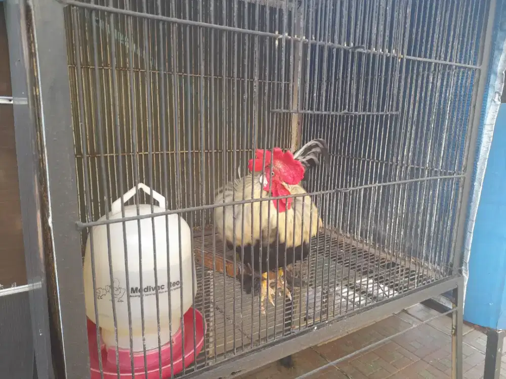 Cari ART cowok nginep