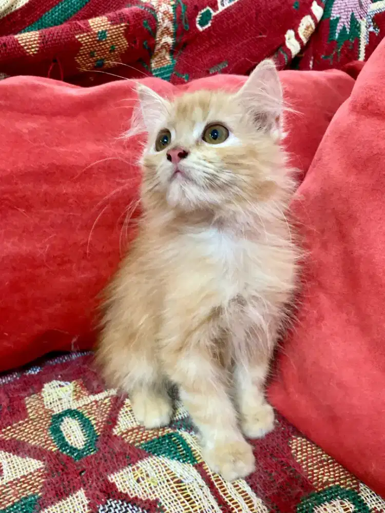 KUCING PERSIA WARNA OYEN