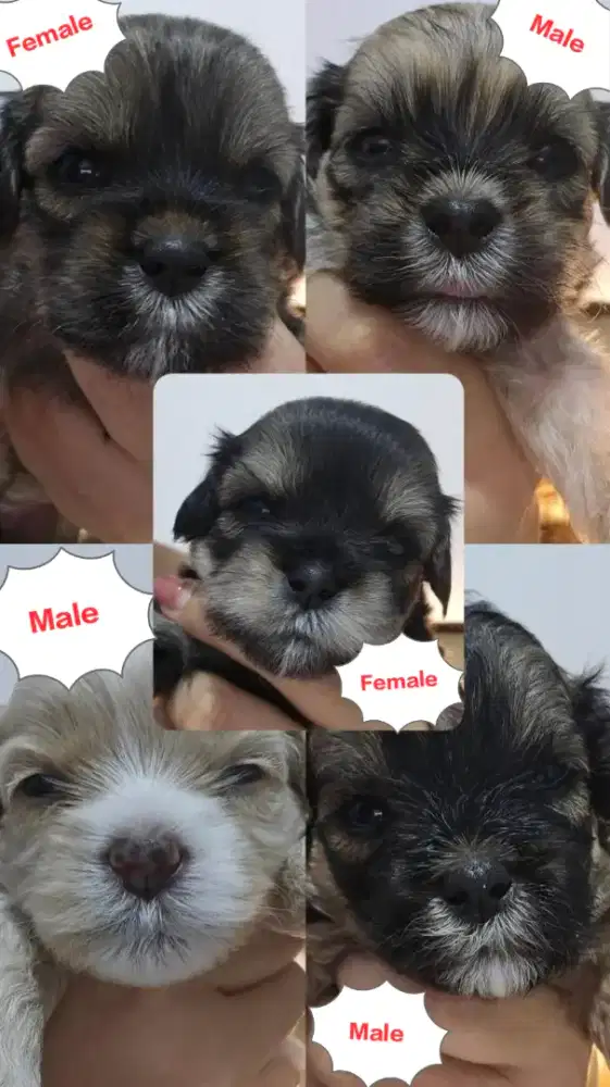 Shippo puppies,anakan anjing shippo