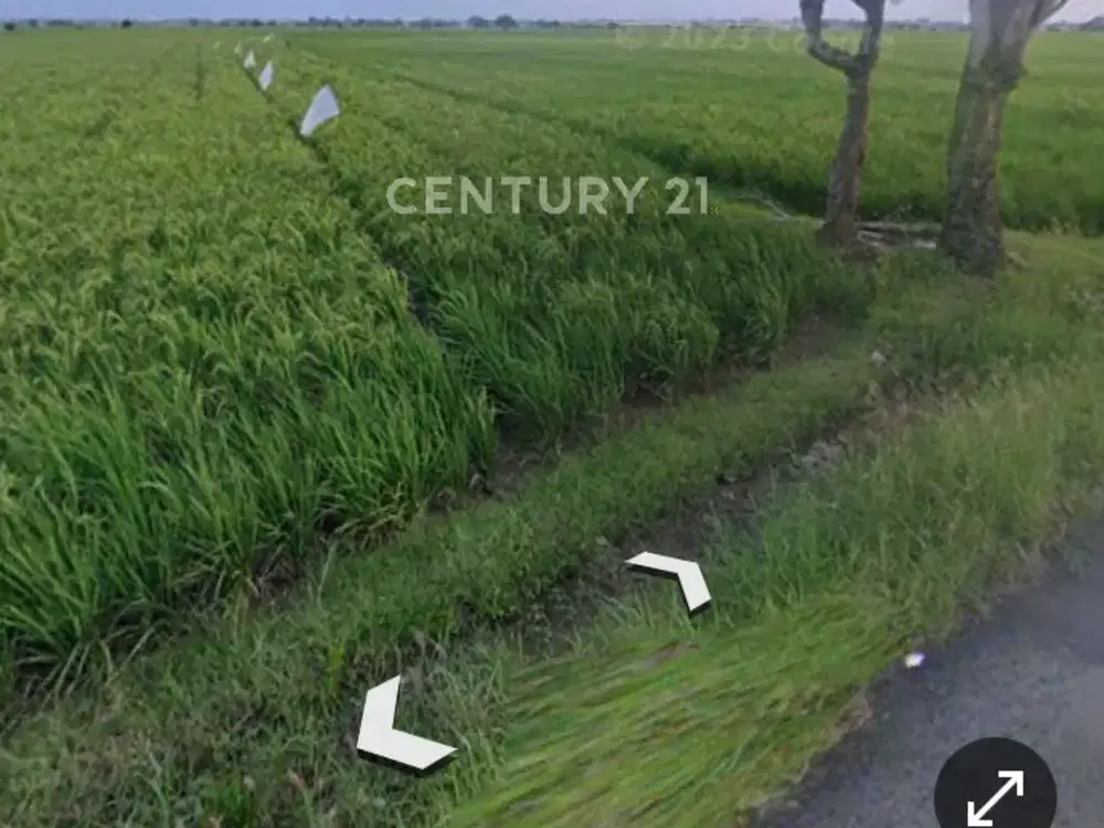 Sawah Luas MURAH  Nego Sampai Jadi Sari Mukti Cibitung Bekasi