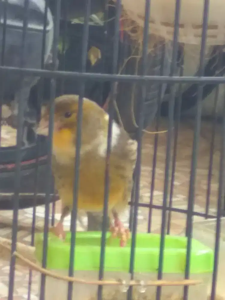 Burung Kenari Loper Jantan, Gacor .