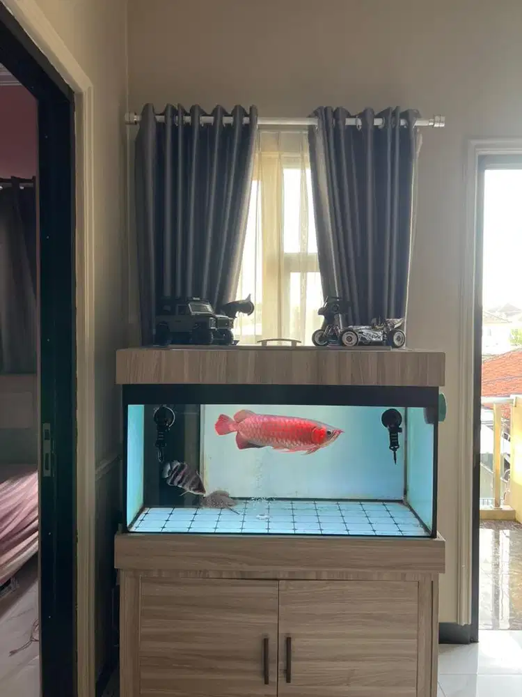 Ikan Arwana Super Red 48cm