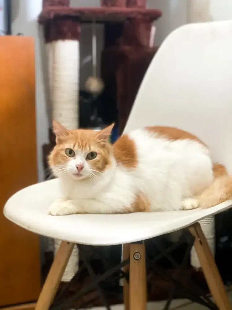 Persia medium Murmer