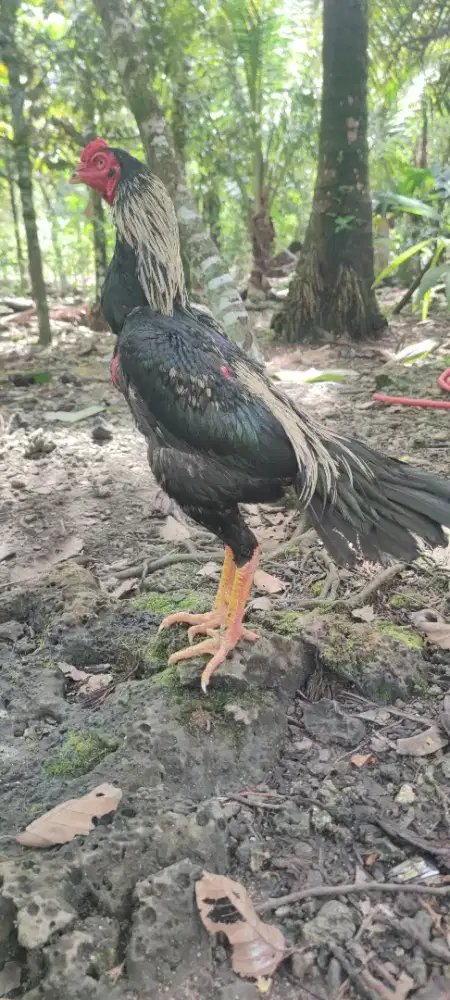 Ayam Siam Bangkok Ekor Lidi