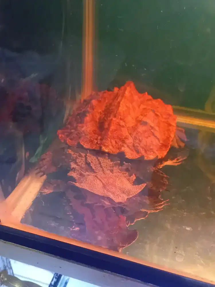 Kura mata-mata Venezuela sehat 15-16cm