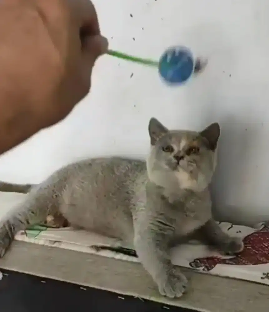 Kucing british short hair BSH