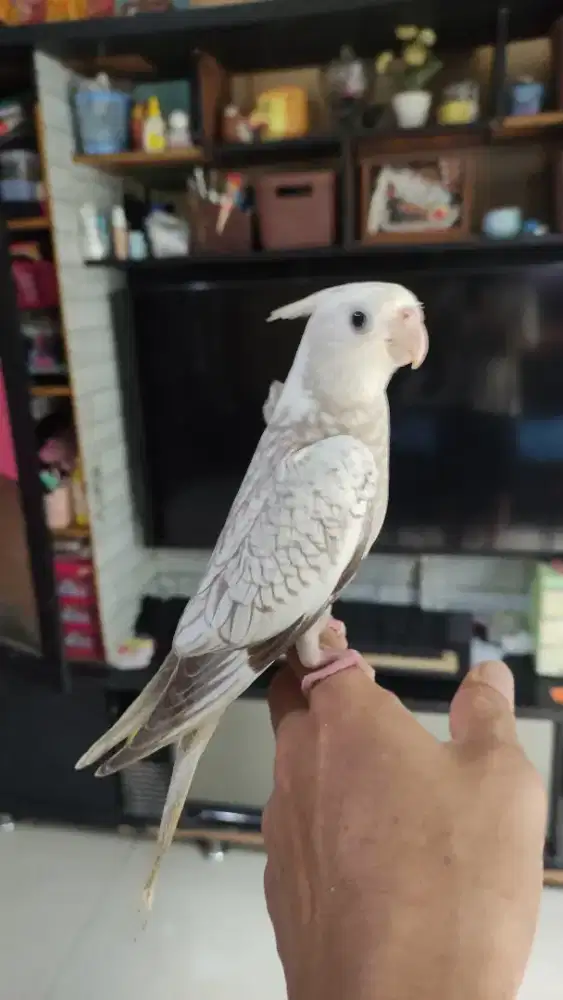 Falk parkit australia Jinak