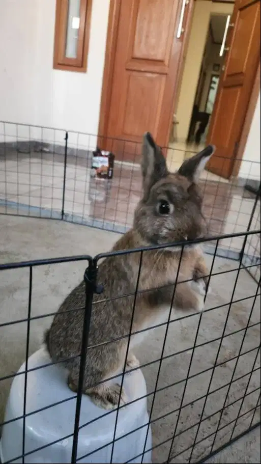 Kelindi Nederland Dwarf (ND) Pejantan Usia 11 Bulan Sehat Lincah Jinak