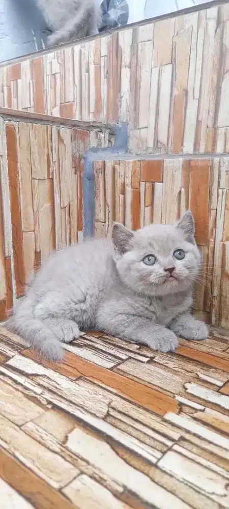 Btitish shorthair Lillac