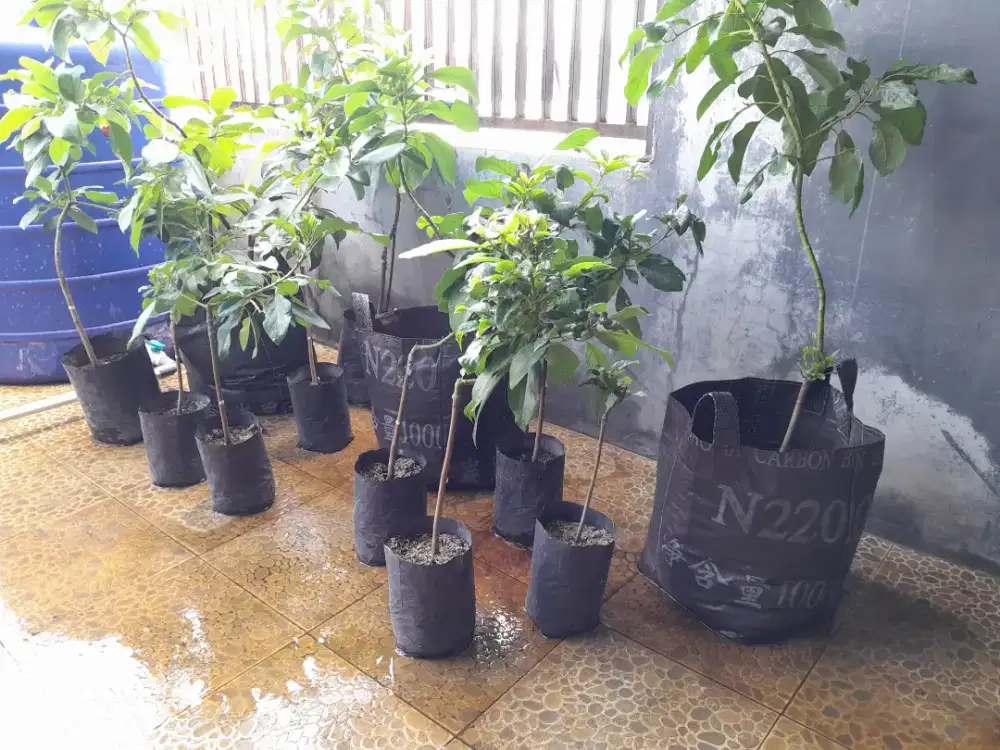 Jual bibit alpukat super grade!!