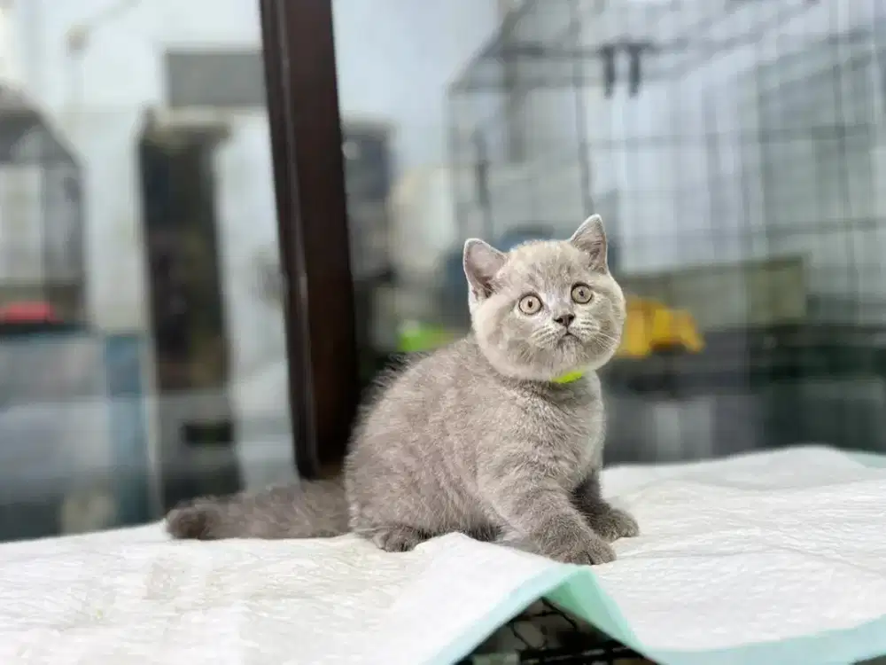 kucing BSH jantan lilac 3 bulan