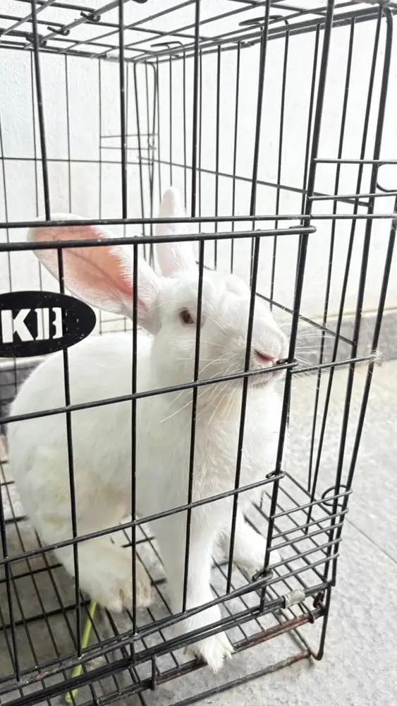 Kelinci jenis New Zeland