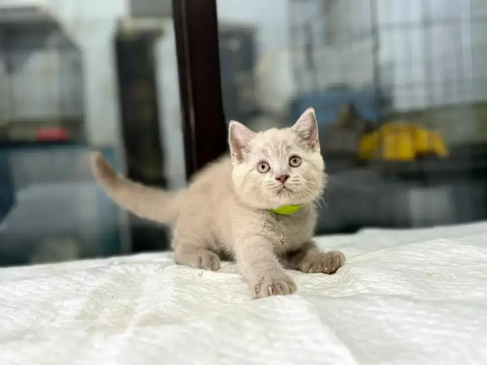 kucing BSH jantan lilac 3 bulan