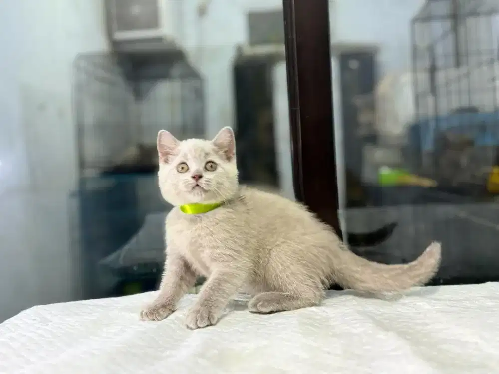 kucing bsh jantan lilac 3 bulan