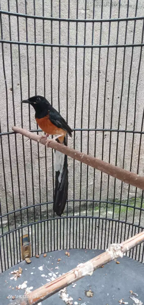 Jual murai mapan burja nego