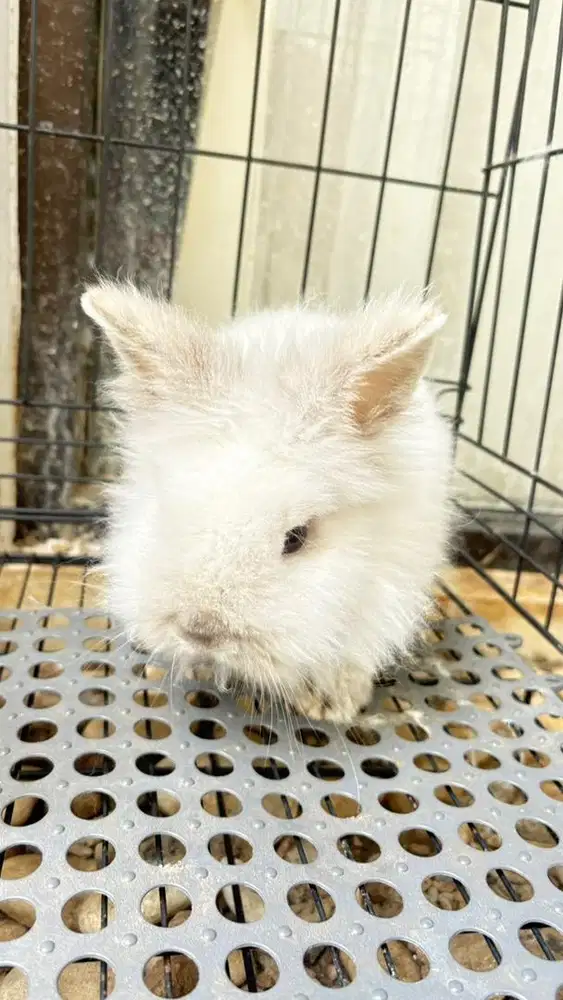 Kelinci Jenis Lion Head