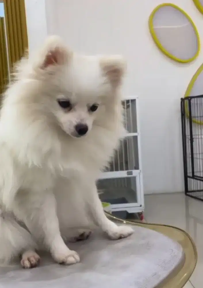 minipom betina stb vaksin 1x