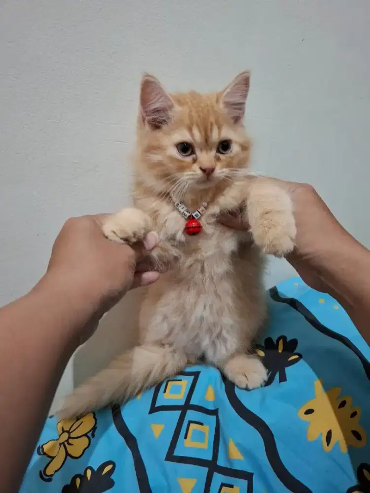 Open adopt Kucing persia