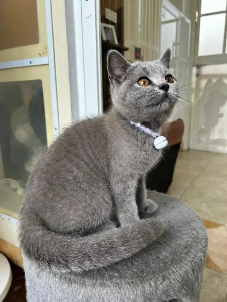 Lepas adopsi kucing british shorthair