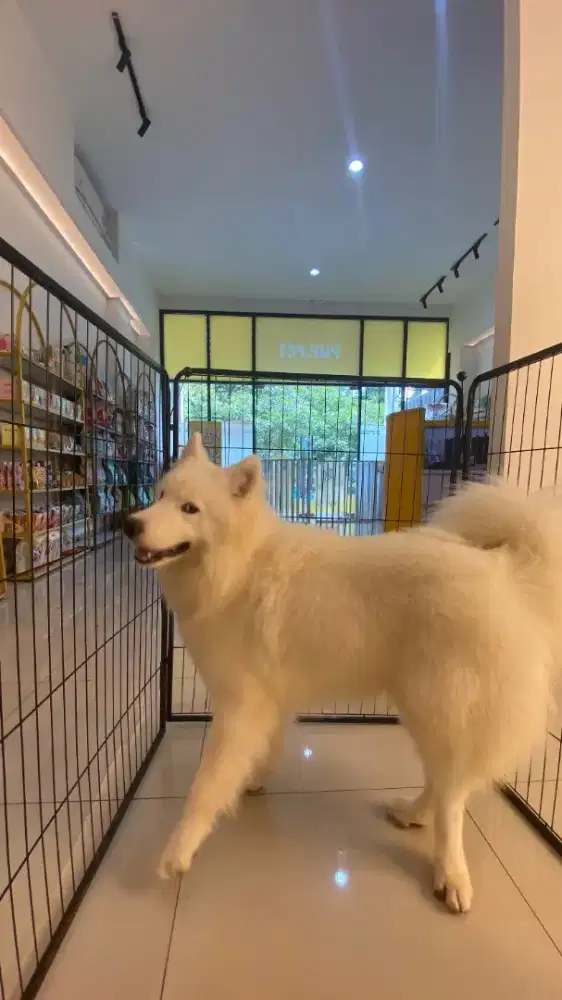 samoyed stb vaksin jantan