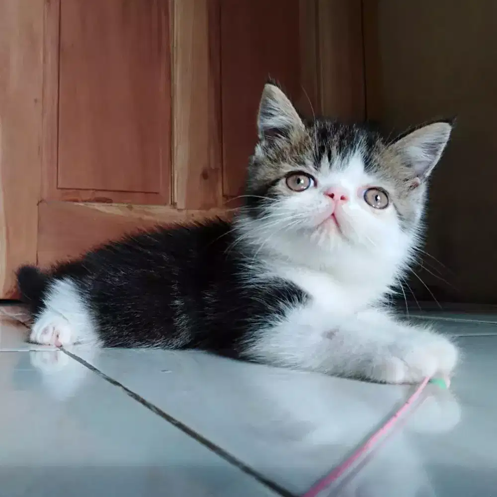 Kucing peaknose Exo kitten jantan