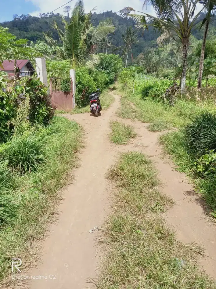 Kebun Kopi Rp 150 ribu per m2 Luas 18 ha Lokasi Banyuwangi