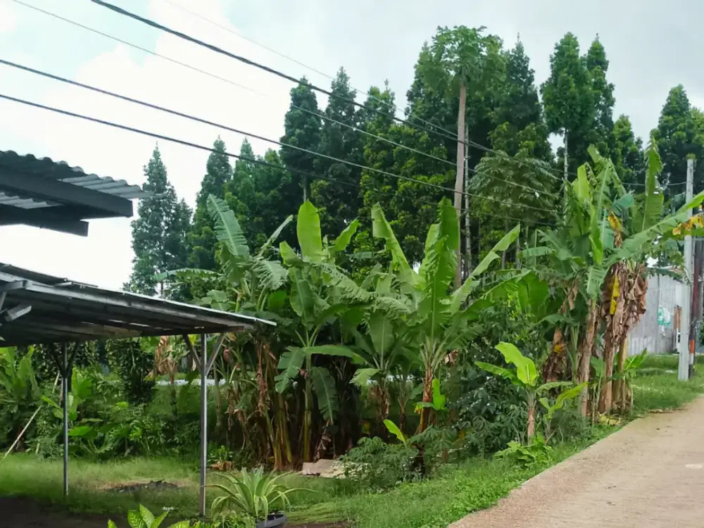 Dijual Tanah Kavling Murah di Cihideung – Akses Jalan Lebar 4 Meter