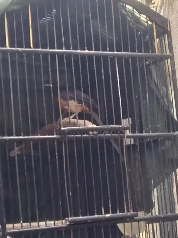 Murai mh mapan jantan