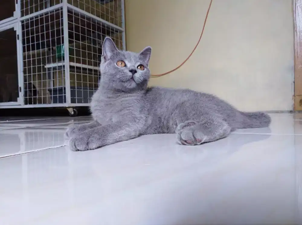 Kucing BSH blue solid PURE