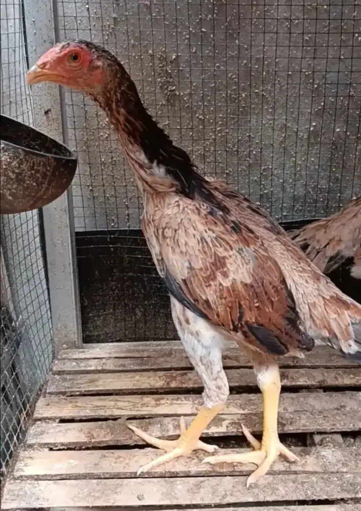 Ayam bangkok calon biang