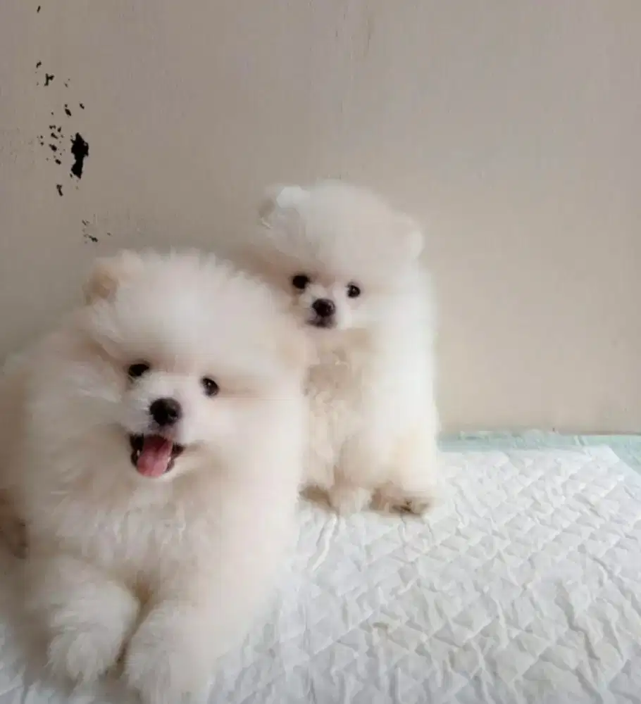 Super mini pom (premium)