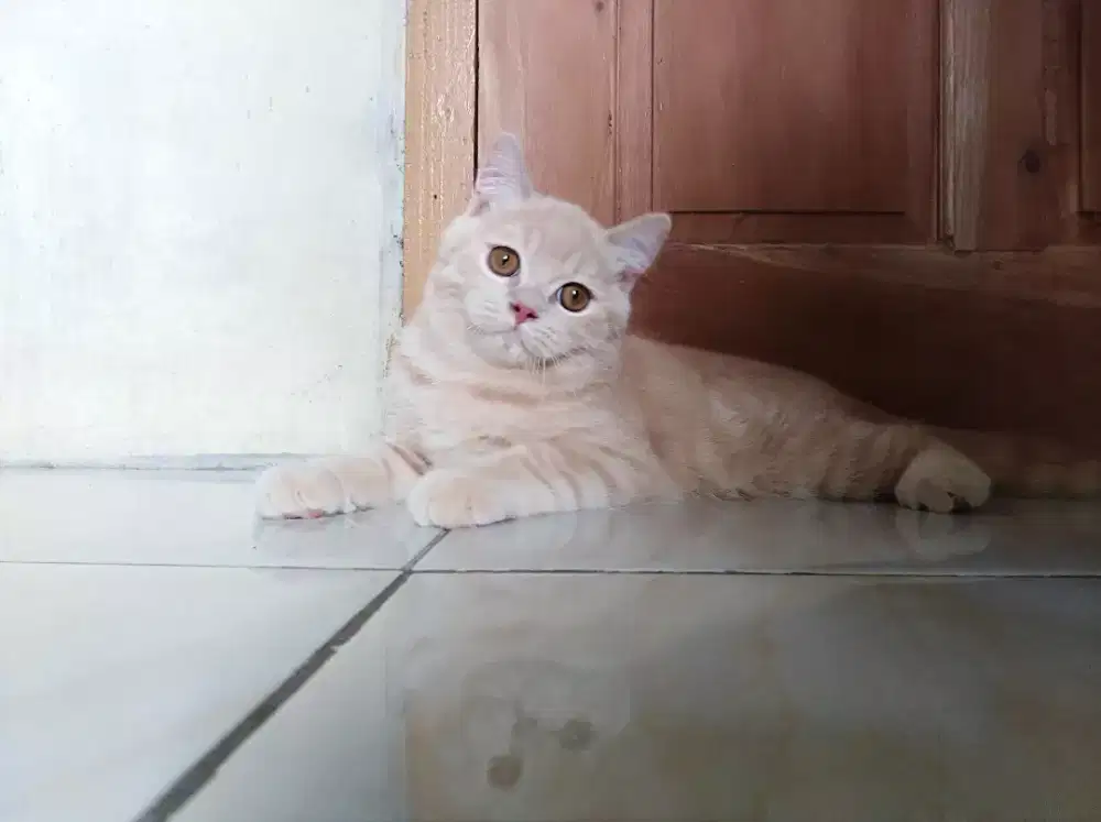Kucing BSH cream jantan PURE