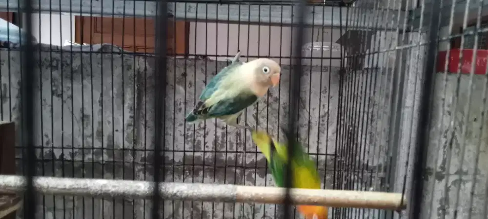 Burung lovebird kemurahan mewah mulus ring