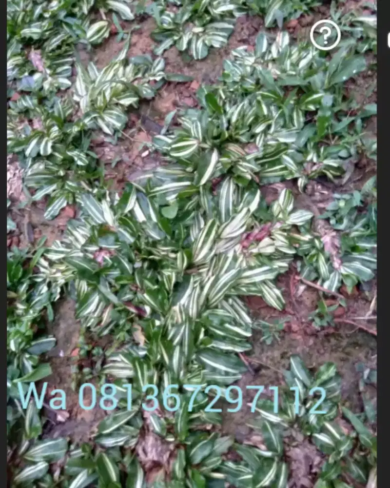 Jual rumput hias varigata