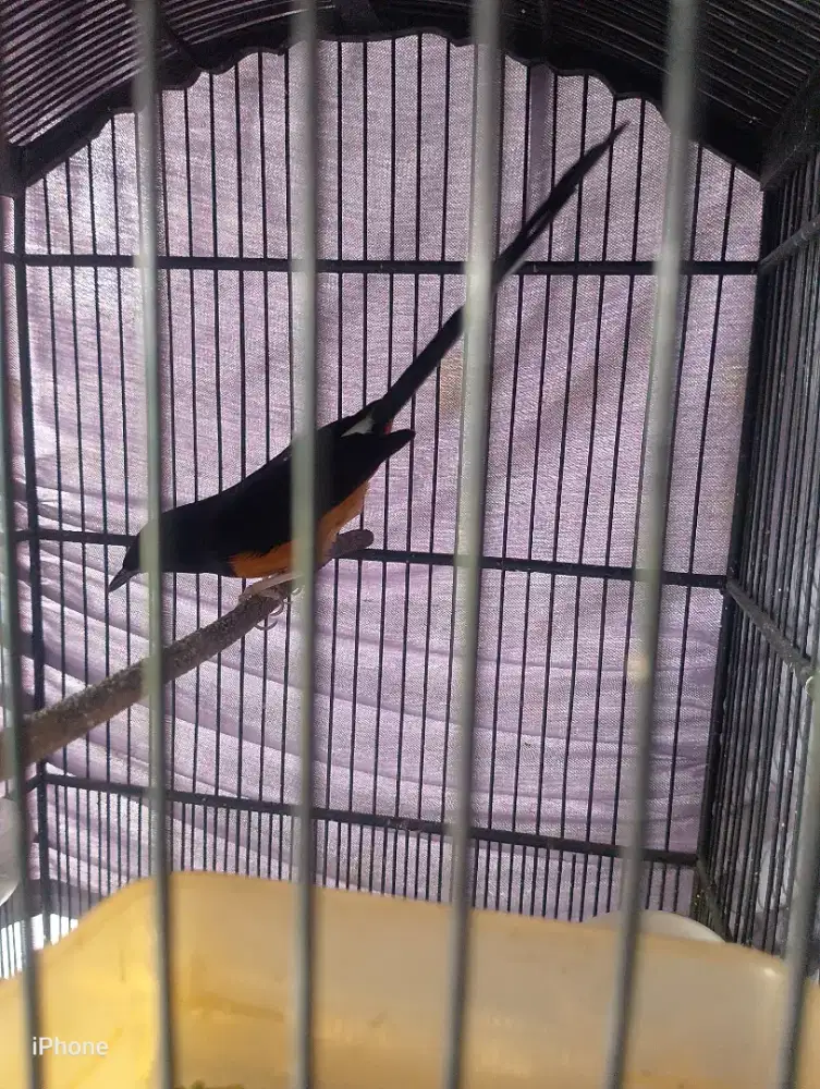 Murai Medan ring fighter tarung sujud