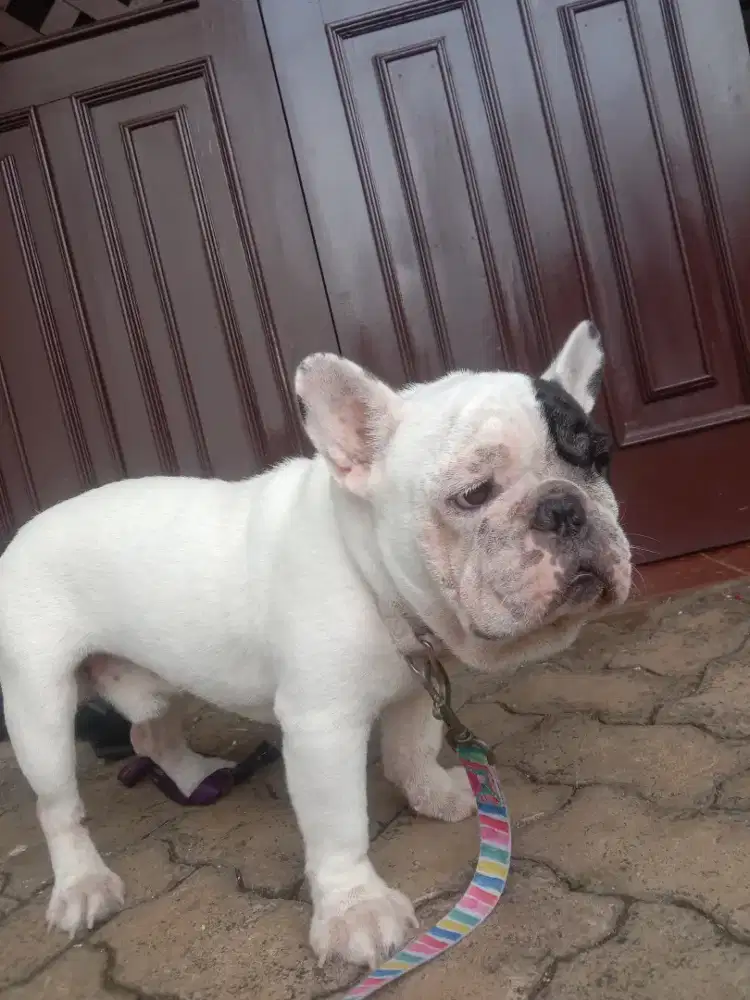 Salon pet grooming anjing dan kucing panggilan