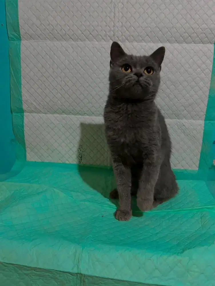 Indukan british short hair