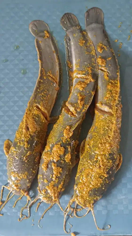 Ikan lele marinasi