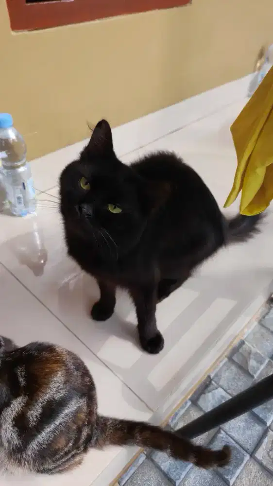 Kucing mix, untuk pecinta hewan Depok, gratis free