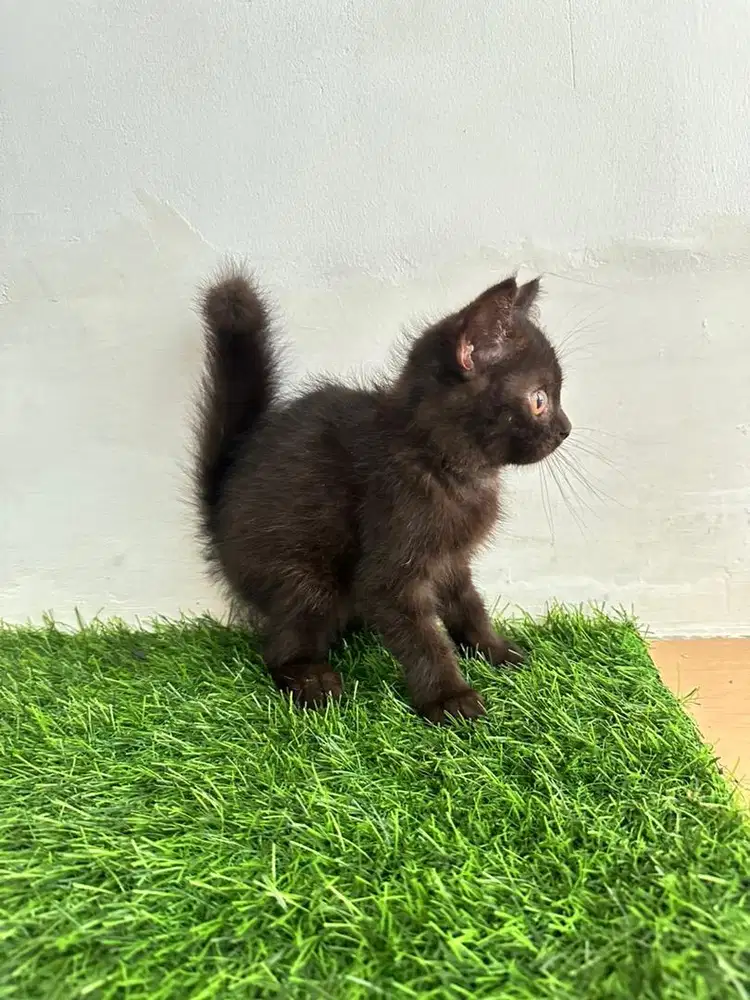 Kucing persia medium kitten jantan