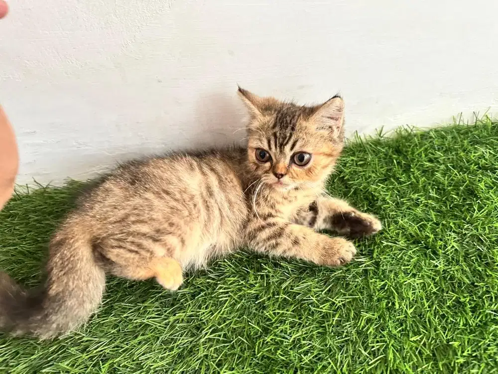 Kucing persia medium betina