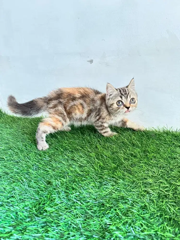 Kucing persia medium betina