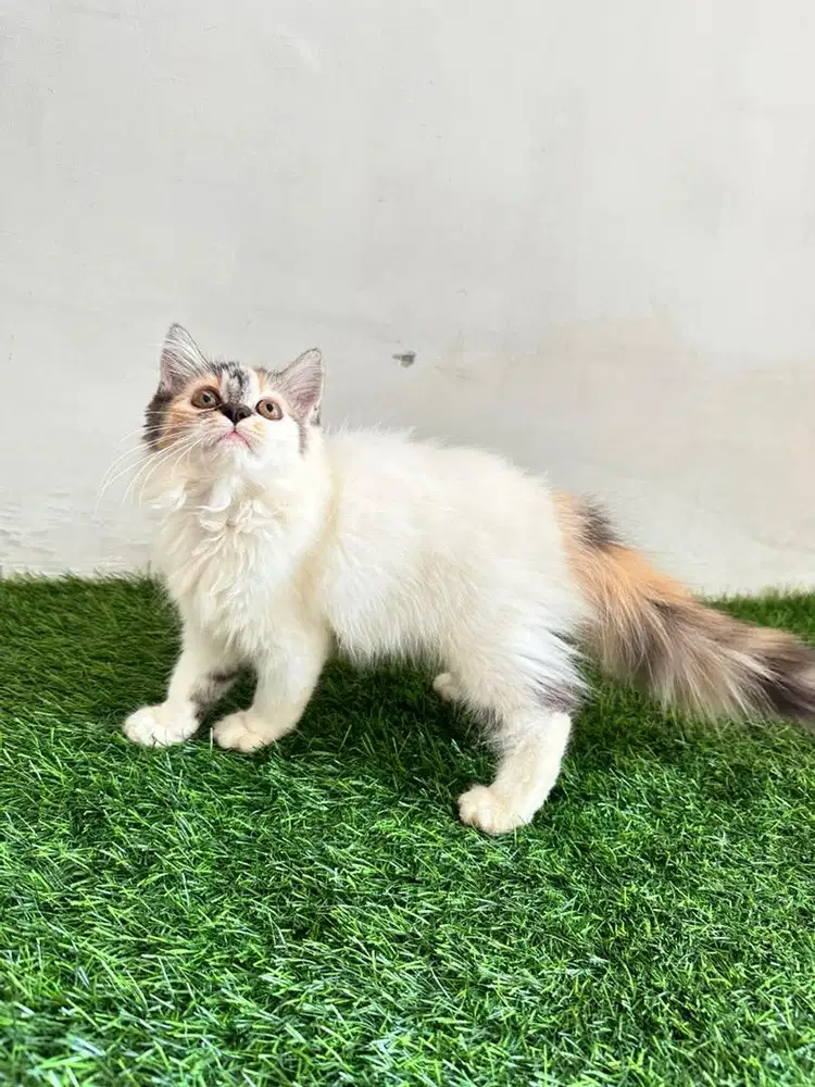 Kucing persia medium betina