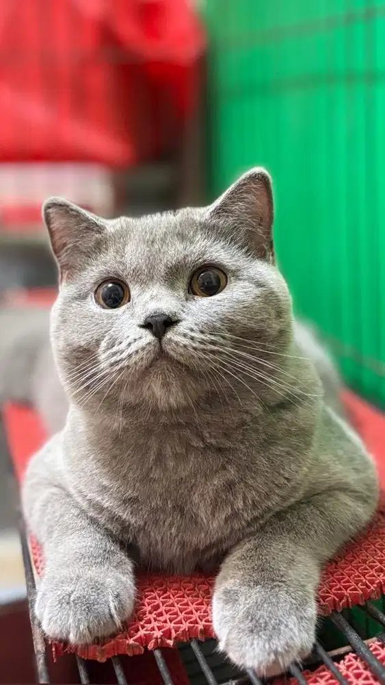 Betina british shorthair jdhin gaelic american fortune cat non ped